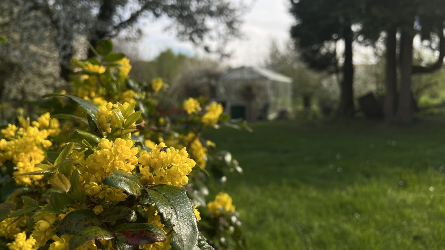 Garten mit Gewächshaus